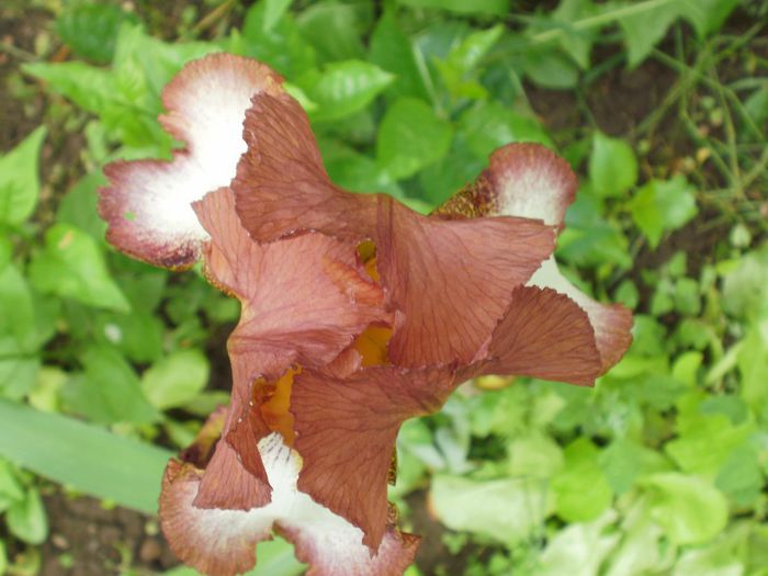  - Iris