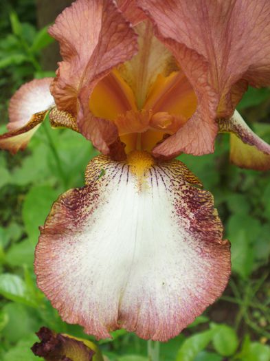  - Iris
