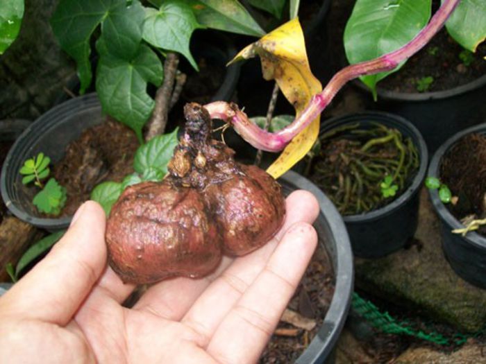 DIOSCOREA PURPUREA - b_bulbi extrem de rari