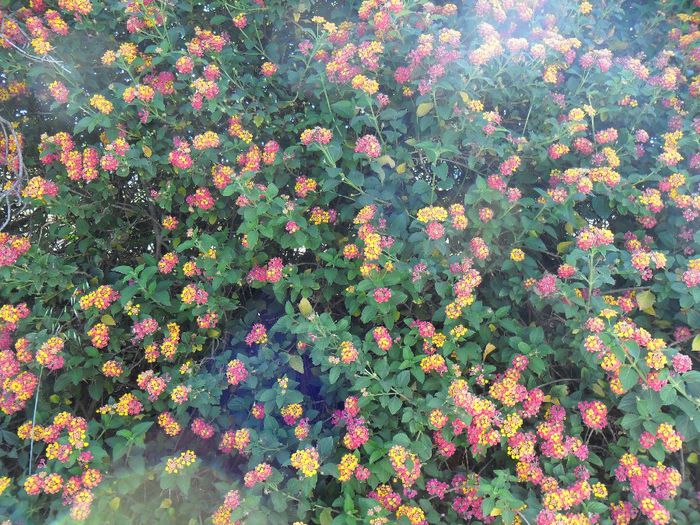lantana