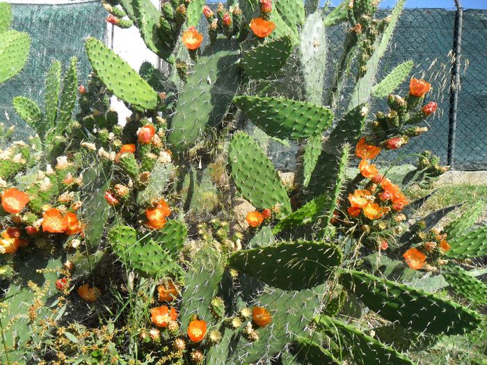 opuntia f. indica fructe noi - Cateva plante din colectia personala din gradina si altele la vanzare