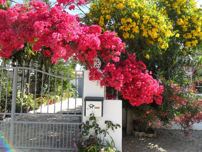 bouganvillea si tecoma inflorita recent