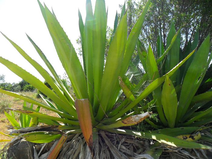 agave tequilana