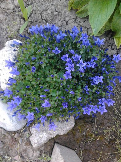 campanula - gradina in 2014