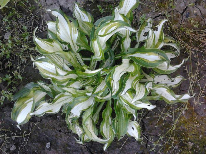 hosta - gradina in 2014