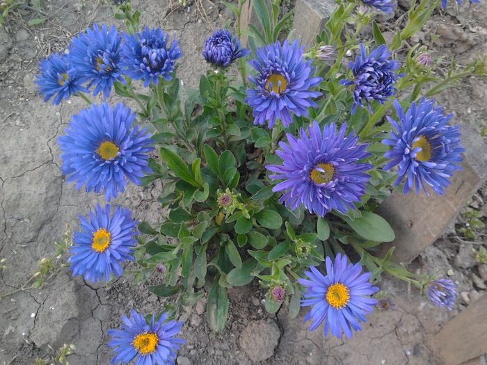 aster Alpinus