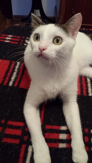 2014-05-15 20.09.18 - FELIX