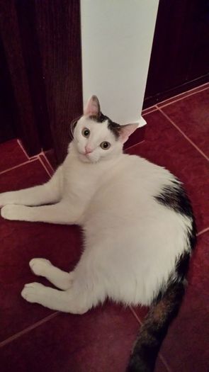 2014-04-15 18.59.42 - FELIX