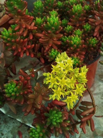 Sedum rubrotinctum