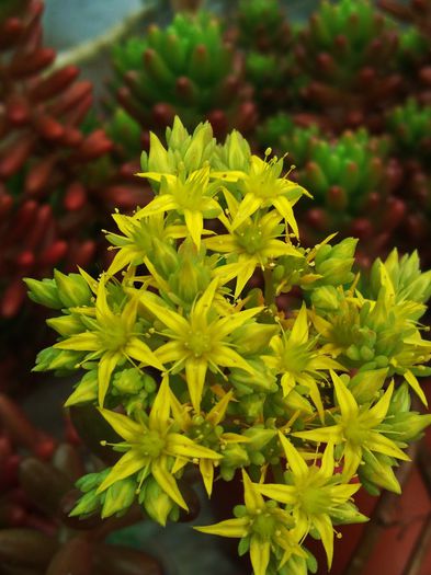 Sedum rubrotinctum