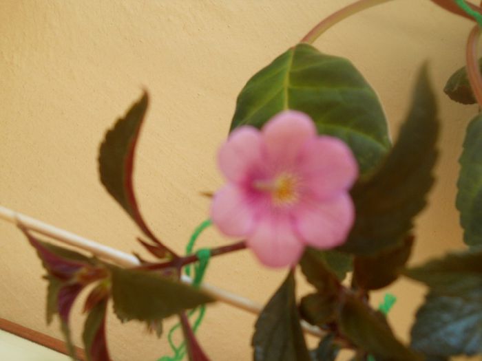 DSCN5984