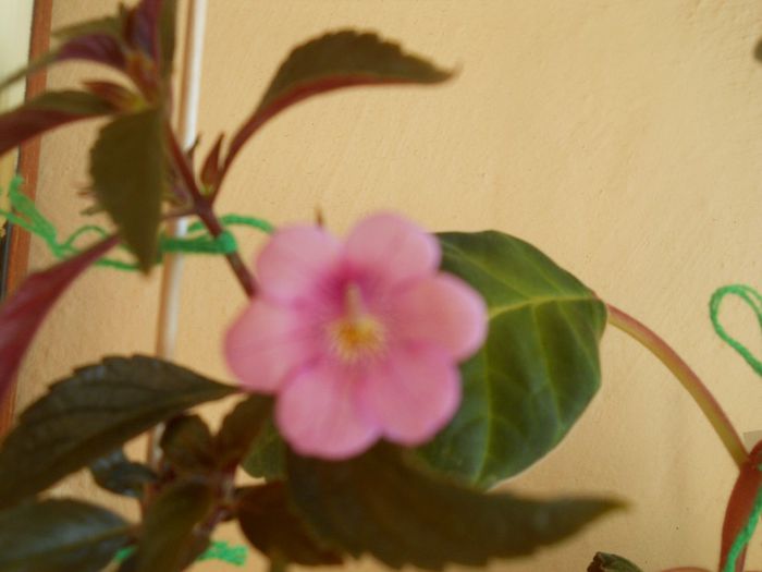 DSCN5985
