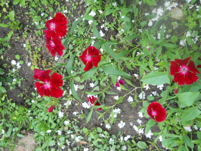 DSCN5986