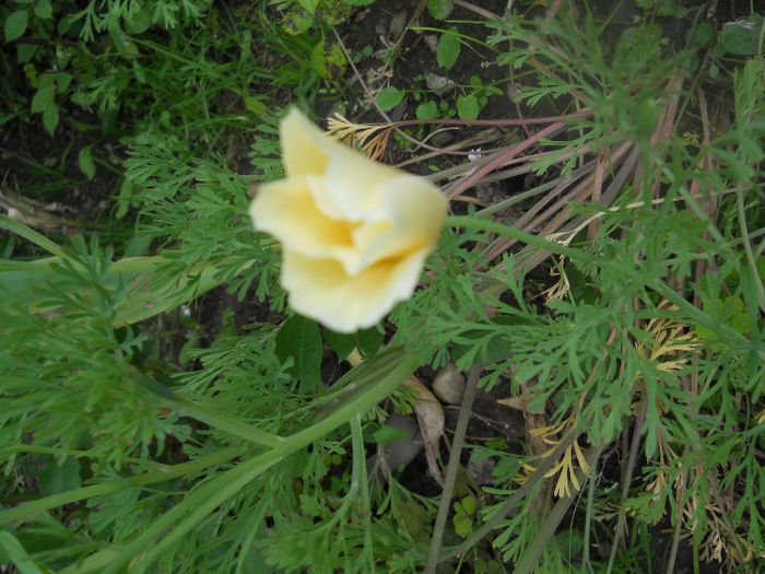 DSCN5996