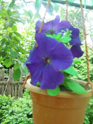 DSCN6006