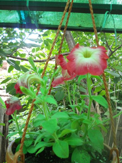 DSCN6008