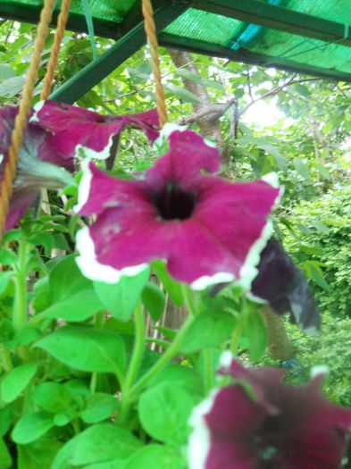 DSCN6009
