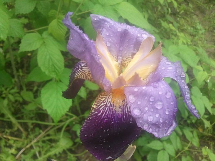 2014-05-16 16.13.38 - rog ajutor sa completez colectia de irisi in august