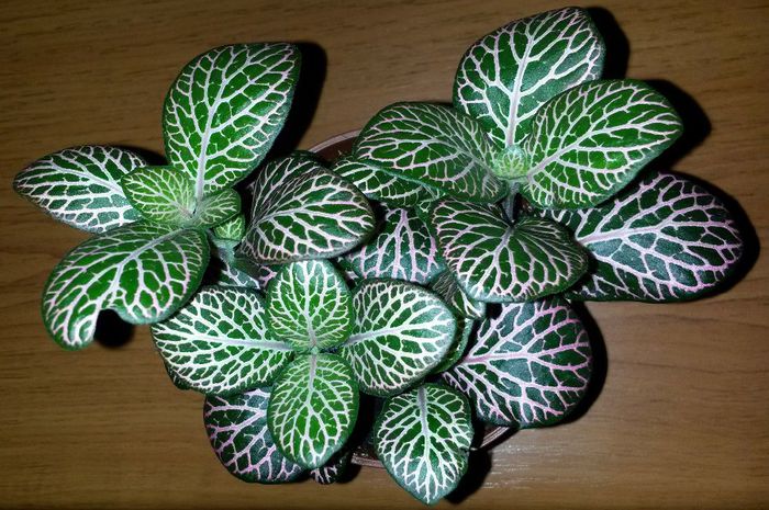 Fittonia verde inchis cu roz - Flori 2014