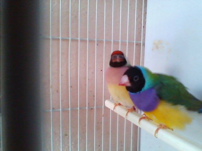 10320555_768160633228602_6555542140698254941_n - Copy - guld amandin