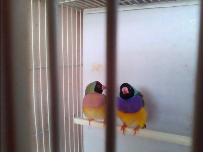 10339584_768160483228617_2758465821792600564_n (1) - Copy - guld amandin