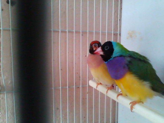 10341519_768160686561930_6586463025572426060_n - Copy - guld amandin