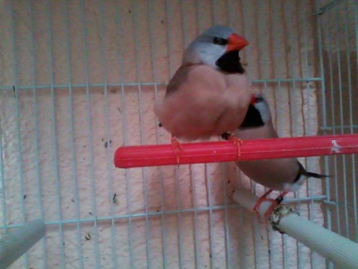 10348631_768159976562001_6024594619112205088_n - Copy - guld amandin