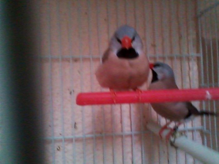 10370427_768159889895343_2674298776858471968_n - Copy - guld amandin