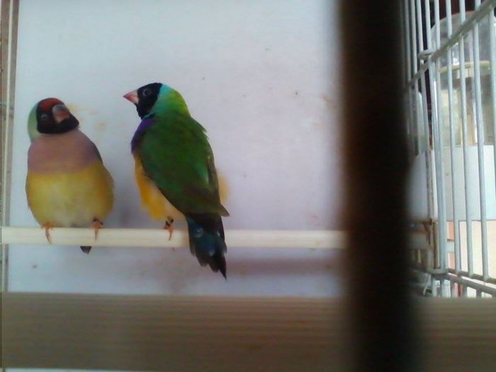 10371462_768160616561937_3623602375626473897_n - Copy