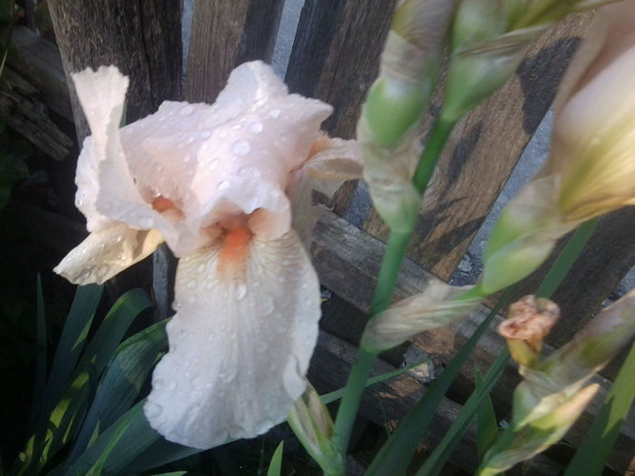 Fotografie0652 - flori de gradina2014
