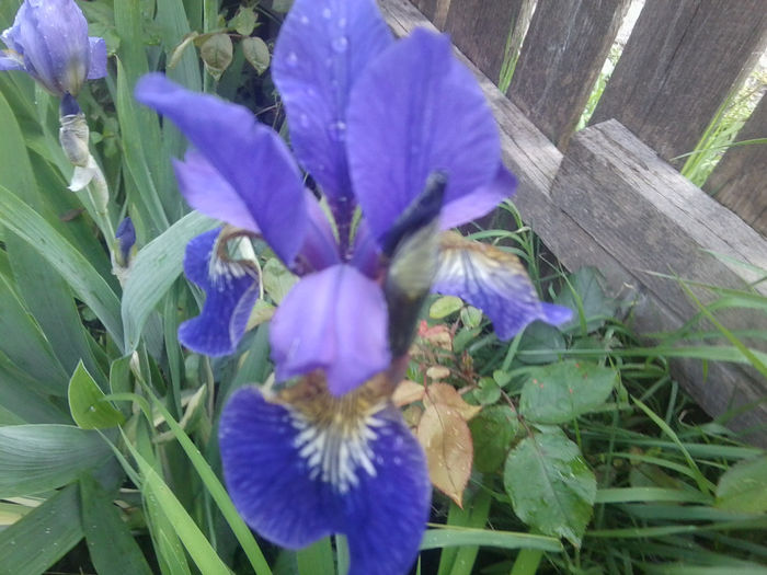 Fotografie0678 - flori de gradina2014