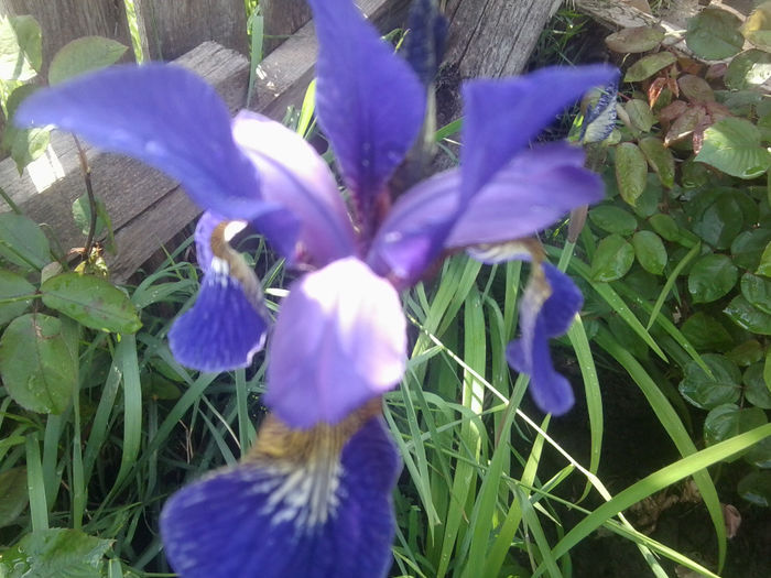 Fotografie0680 - flori de gradina2014