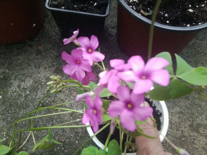 Fotografie0686 - flori de gradina2014