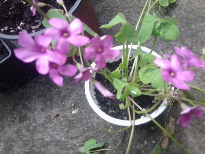 Fotografie0688 - flori de gradina2014