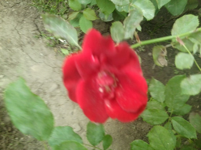 Fotografie7880 - flori de gradina2014