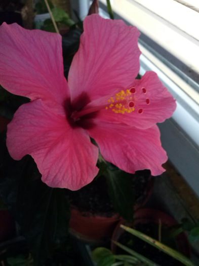 CAM00031[1] - Hibiscus