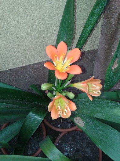 clivia infloreste