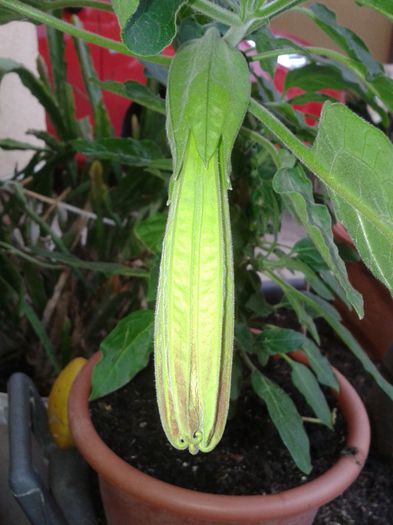 bobo de brugmansia sanguineea