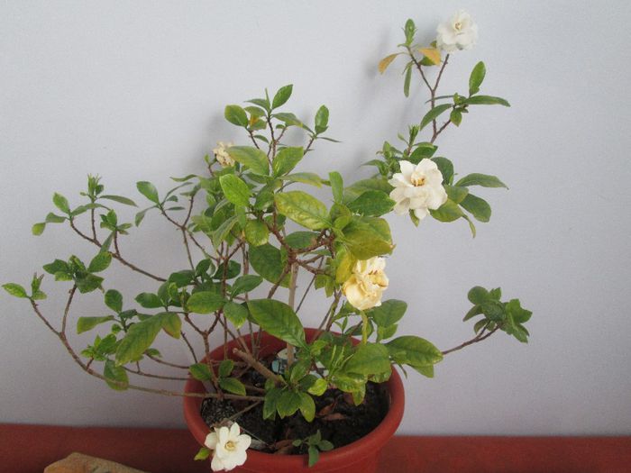 IMG_5142 - Floricelele mele