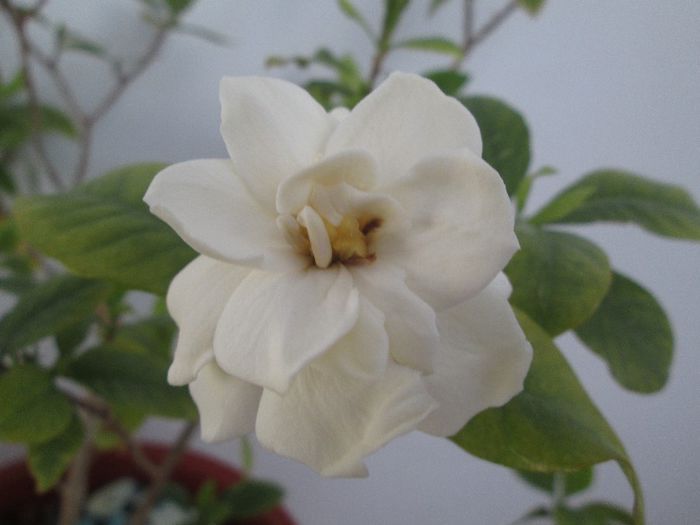 IMG_5143 - Floricelele mele