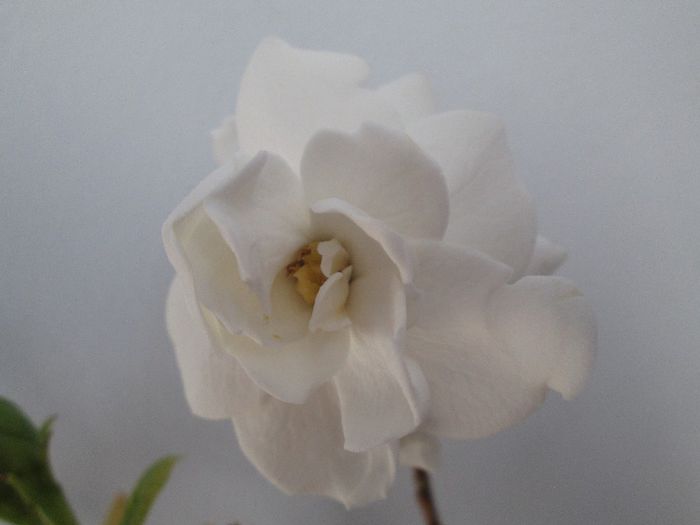 IMG_5144 - Floricelele mele