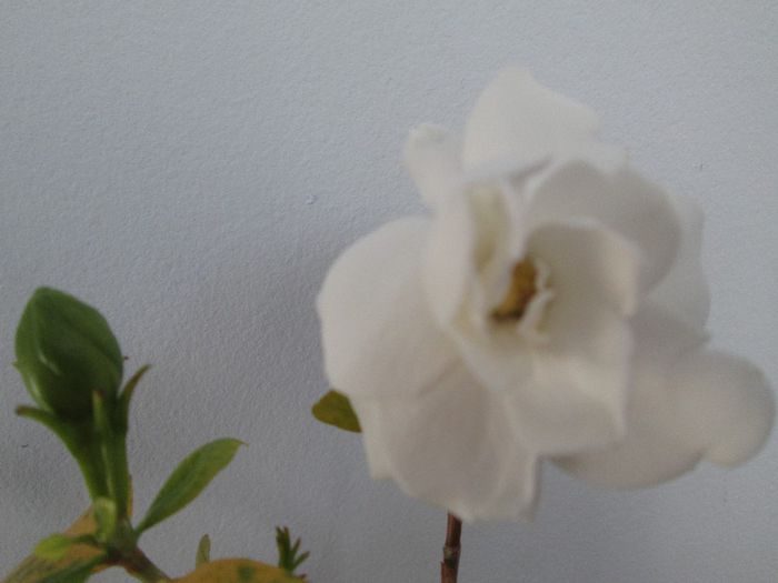 IMG_5145 - Floricelele mele