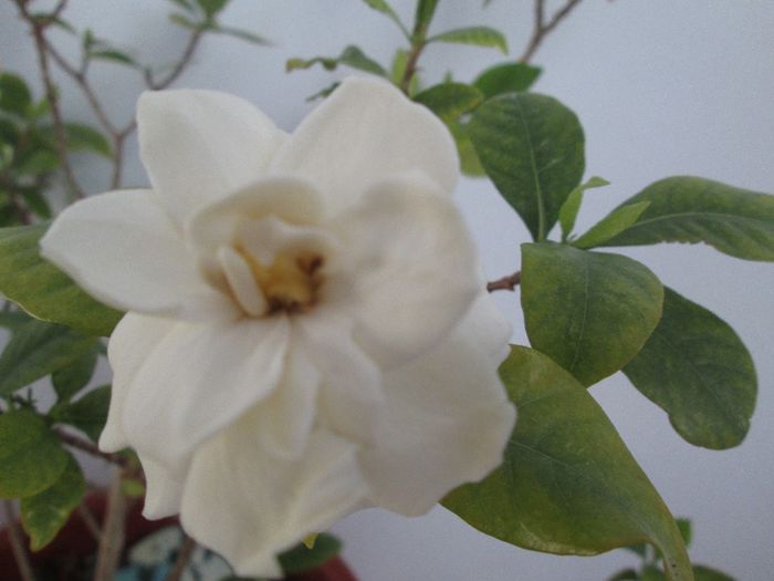 IMG_5146 - Floricelele mele