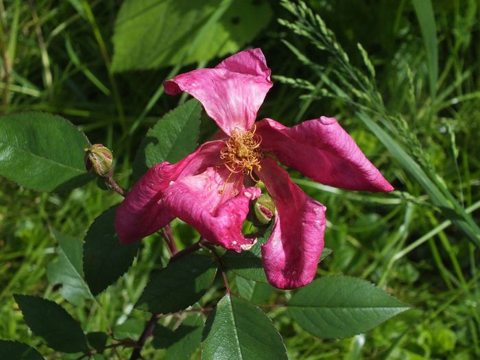 16.05.2014d - Rosa Chinensis Mutabilis