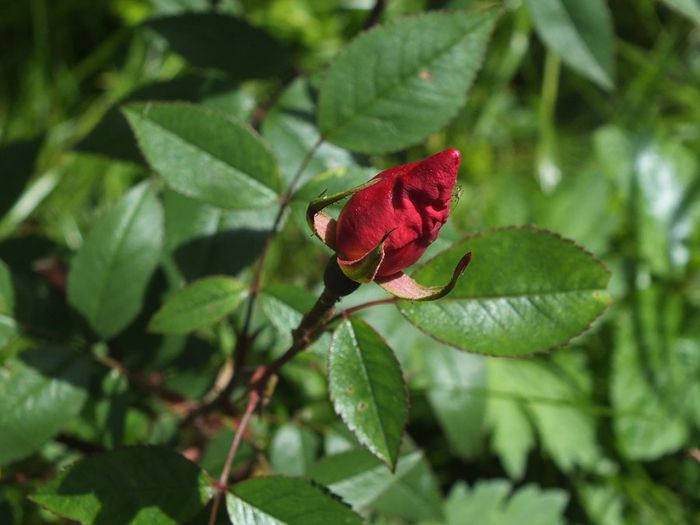 16.05.2014a - Rosa Chinensis Mutabilis