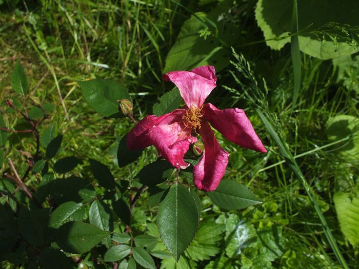 16.05.2014b - Rosa Chinensis Mutabilis