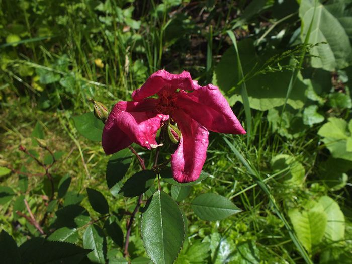 16.05.2014c - Rosa Chinensis Mutabilis