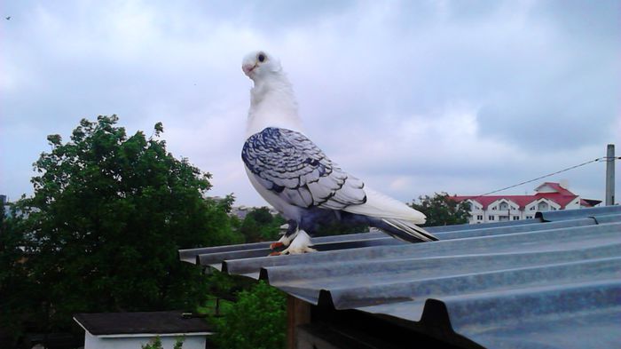 DSC_0436 - SATINETI SCRISI PE NEGRU