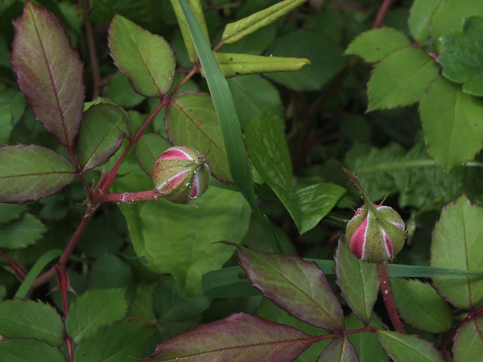 16.05.2014b - Alan Titchmarsh