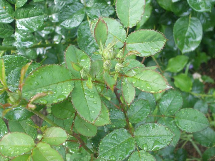 Rosomane Janon